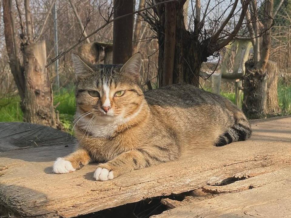 Adotta un gatto, femmina, 4 anni  e 11 mesi , Parma