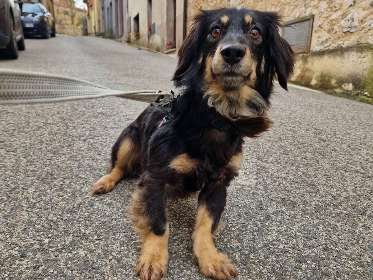 Foto dell'animale
