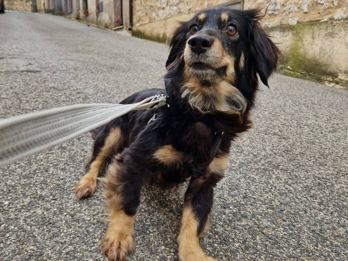 Adotta un cane, femmina, 5 anni  e 10 mesi , Frosinone