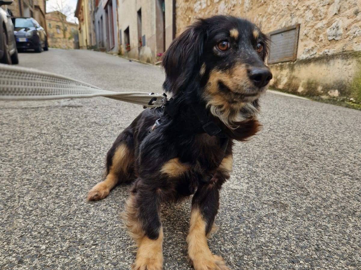 Adotta un cane, taglia piccola, femmina, Frosinone