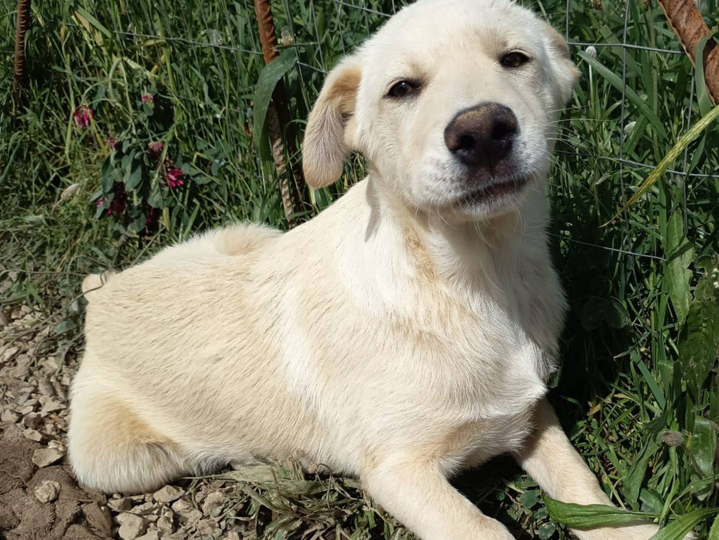 Foto dell'animale
