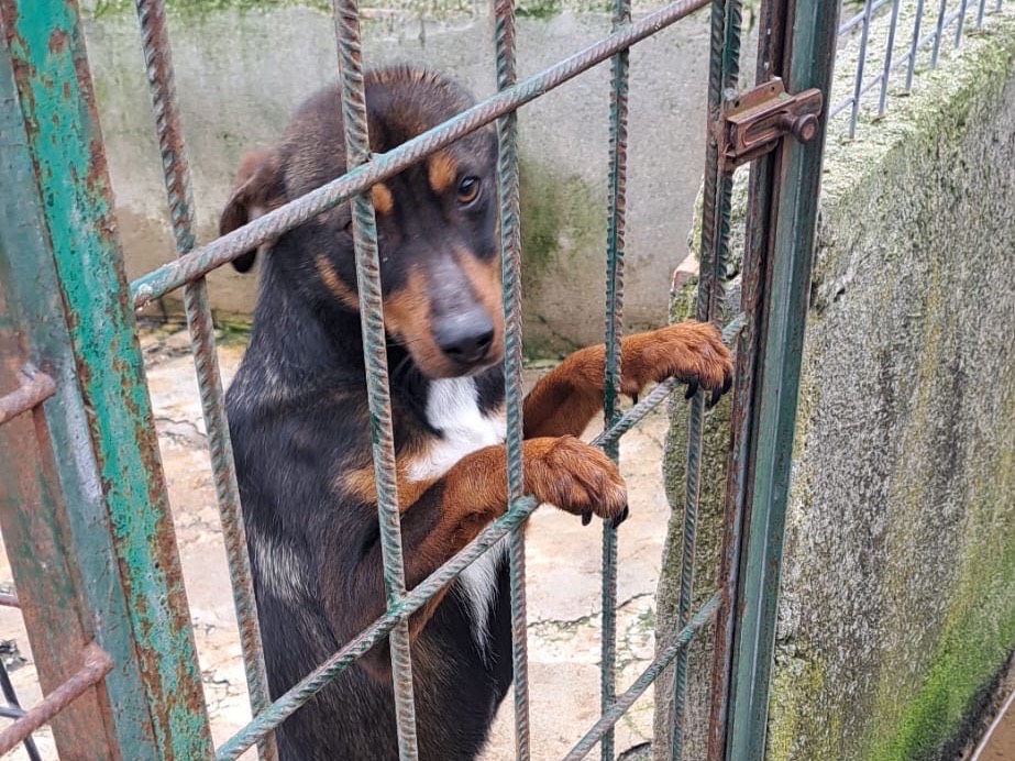 Adotta un cane, maschio, 1 anno e 5 mesi , Vibo