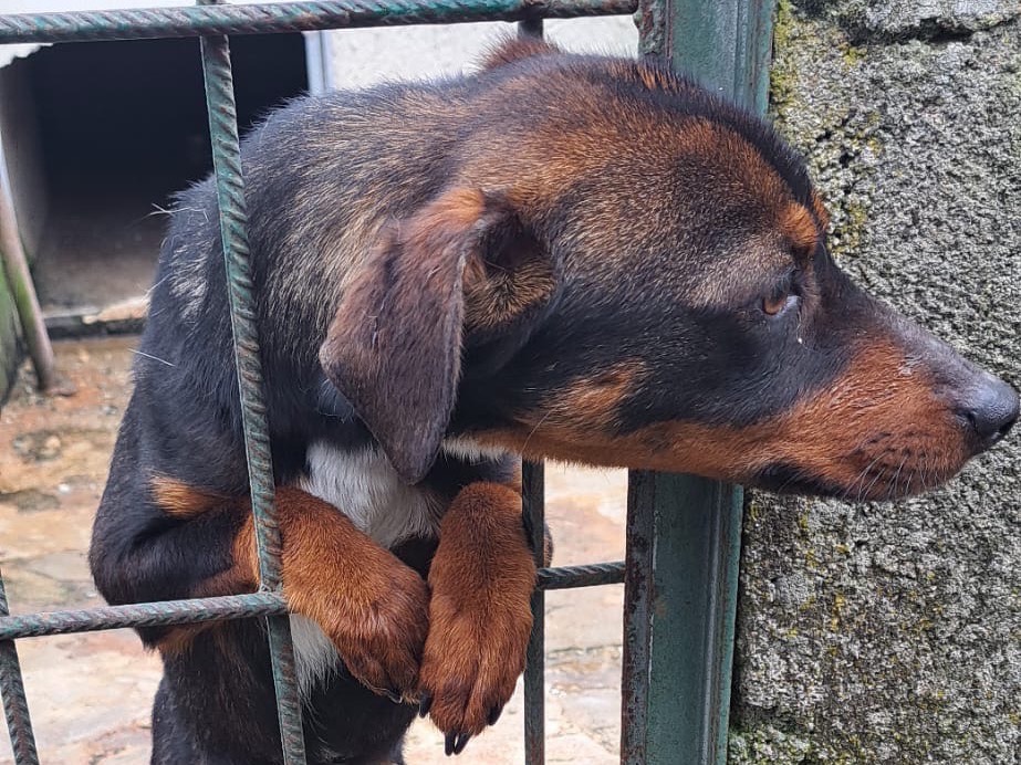 Adotta un cane, taglia piccola, maschio, Vibo