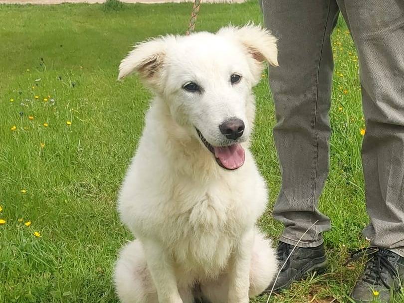 Adotta un cane, femmina, 5 mesi, Milano