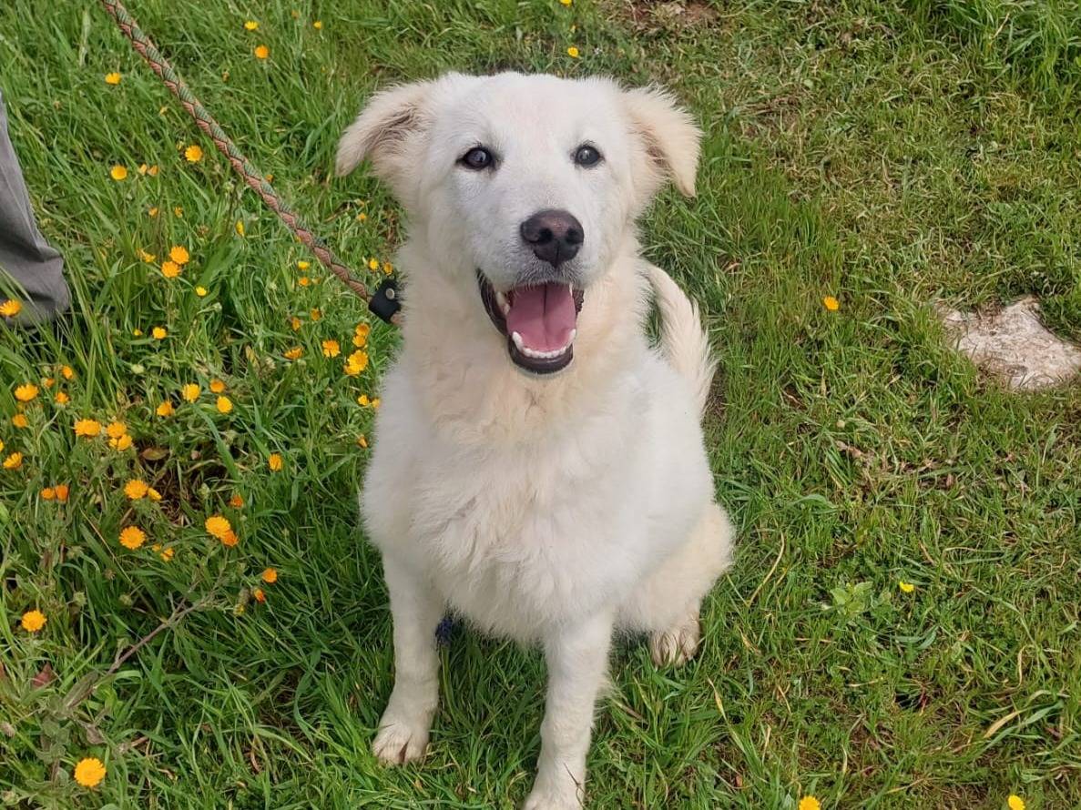 Adotta un cane, taglia media, femmina, Milano