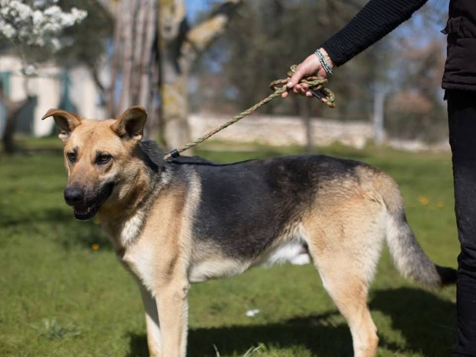 Foto dell'animale