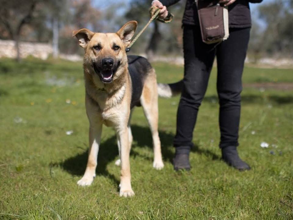 Adotta un cane, maschio, 1 anno e 3 mesi , Trieste
