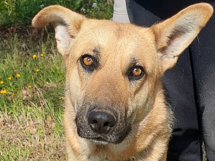 Adotta un cane, taglia media, maschio, Trieste