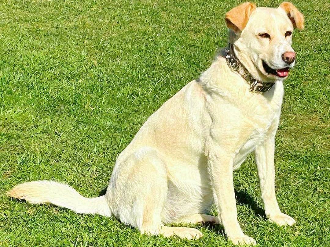 Adotta un cane, femmina, 2 anni  e 6 mesi , Verona