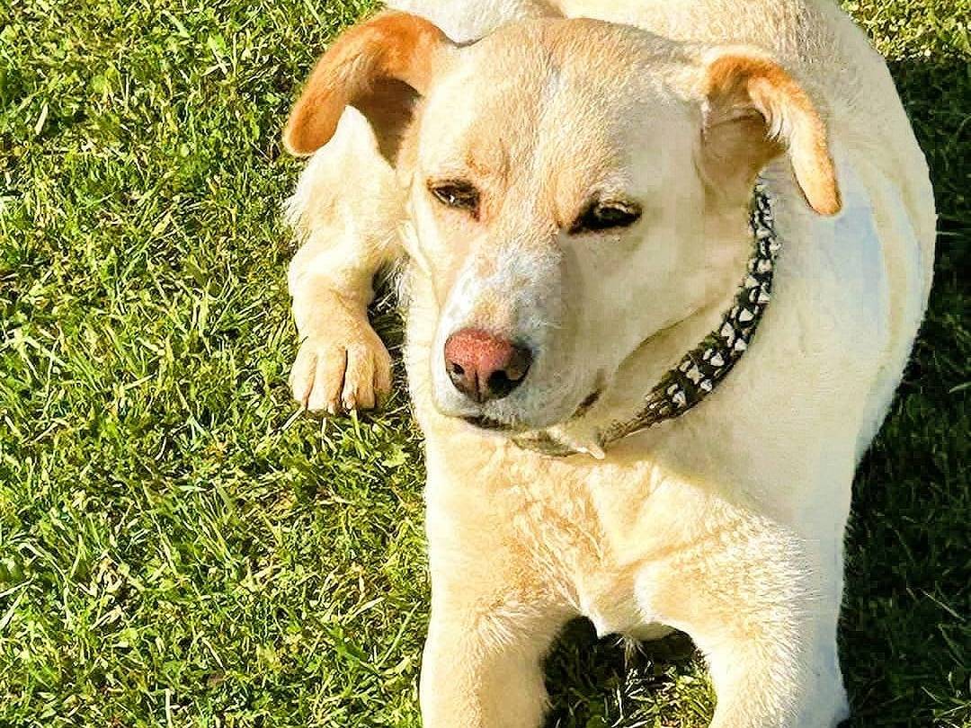 Adotta un cane, taglia media, femmina, Verona