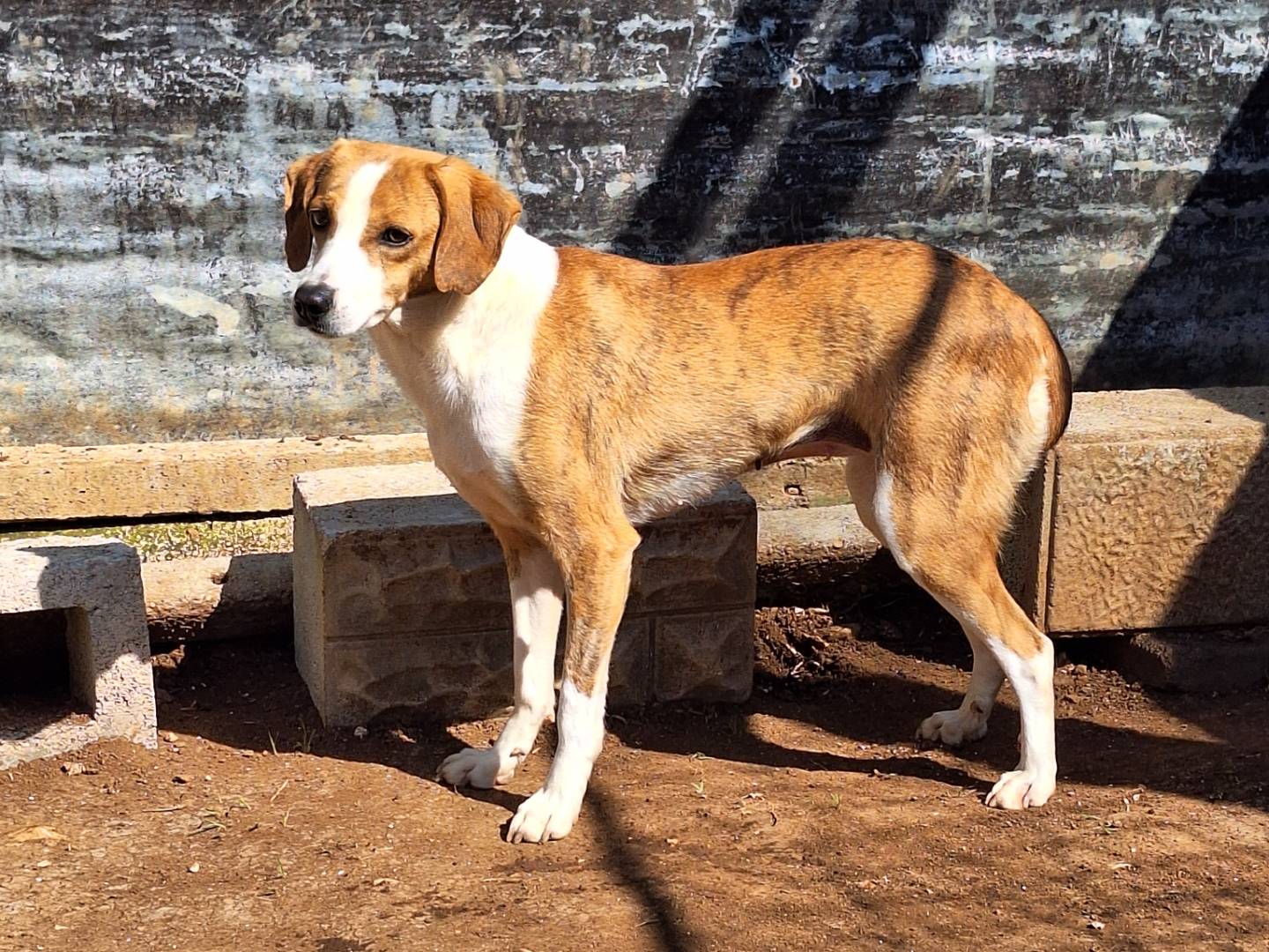 Foto dell'animale