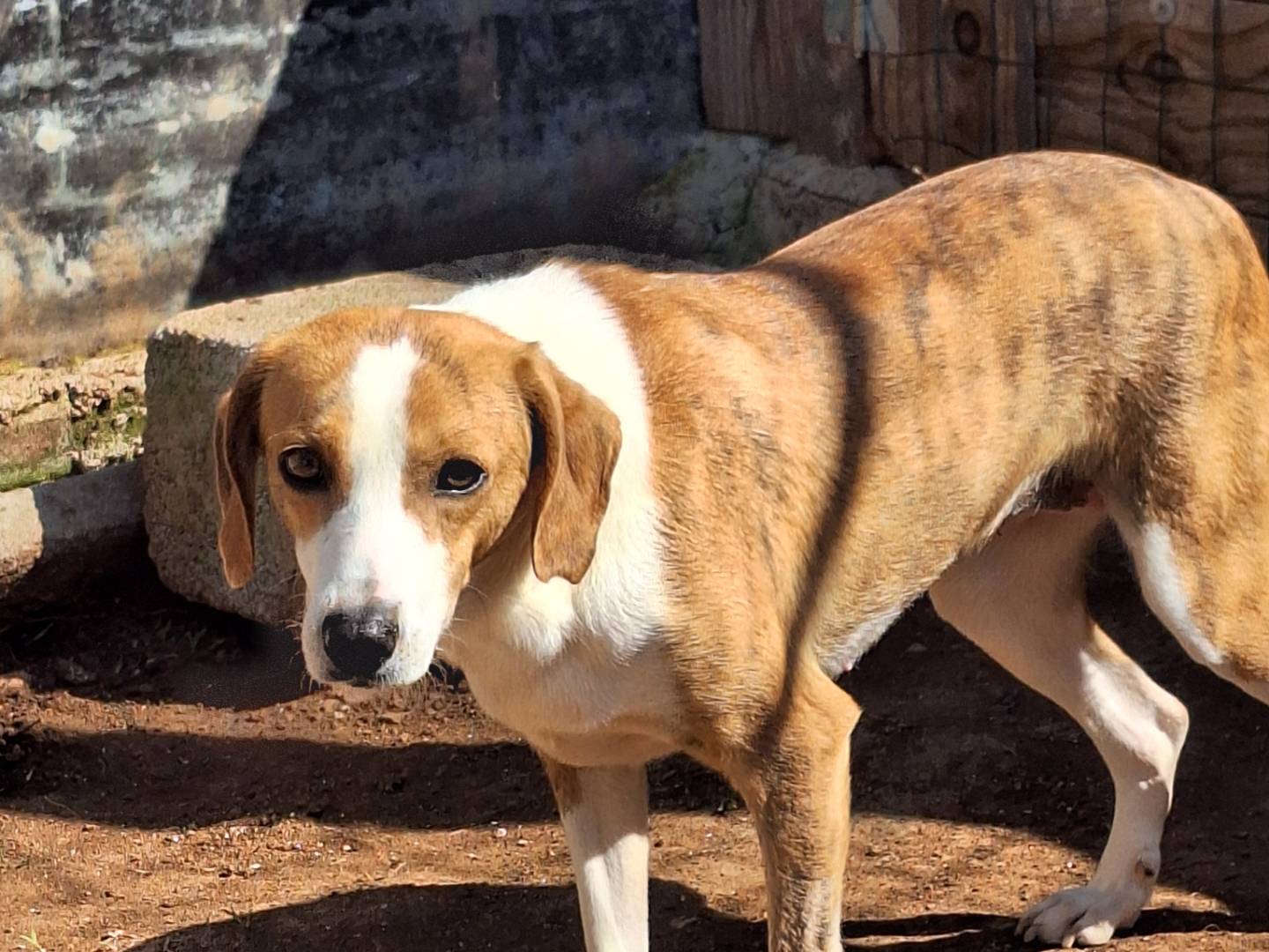 Adotta un cane, femmina, 4 anni  e 2 mesi , Asti