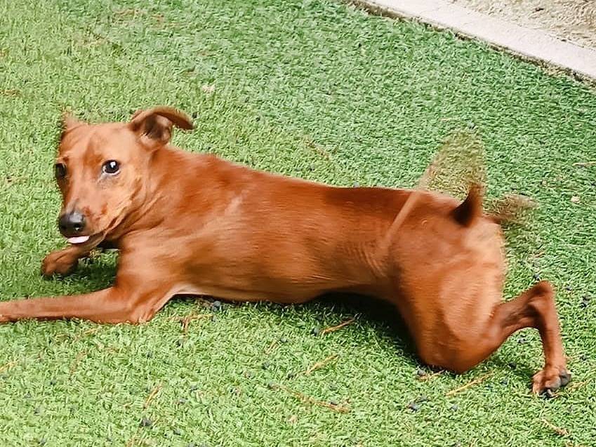 Adotta un cane, femmina, 5 anni e 1 mese, Verona