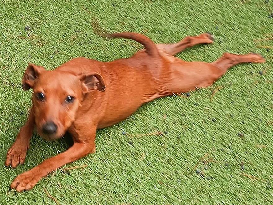 Adotta un cane, taglia piccola, femmina, Verona