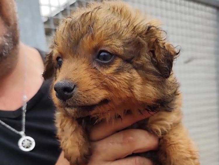 Adozione cane, maschio, Razza sconosciuta Razza sconosciuta, 7 mesi, taglia piccola, Cosenza