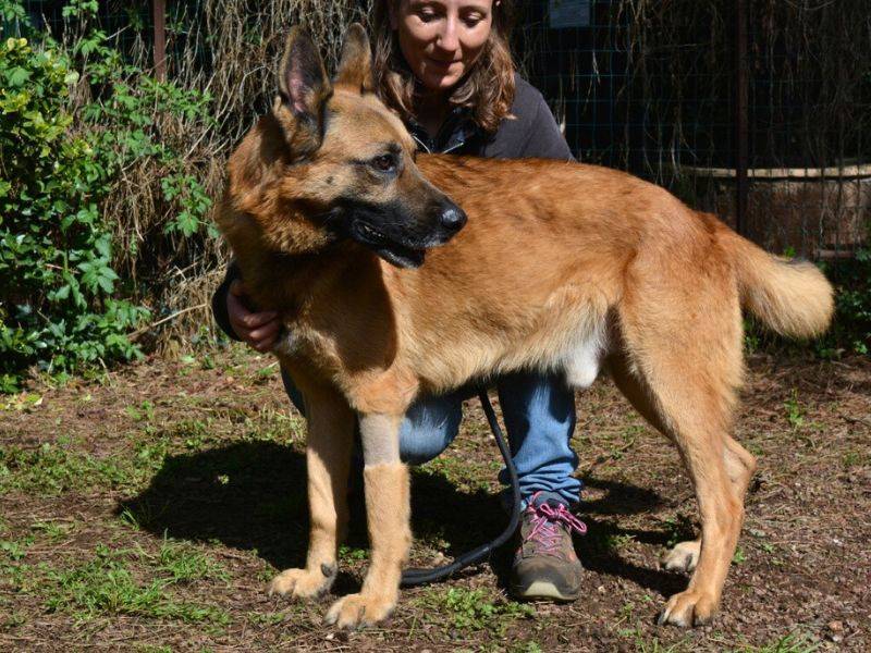 Adozione cane, maschio, Pastore tedesco Razza sconosciuta, 4 anni  e 2 mesi , taglia grande, Roma