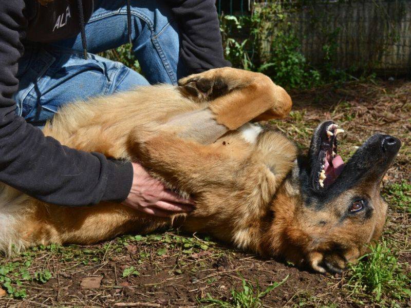 Adotta un cane, maschio, 4 anni  e 2 mesi , Roma