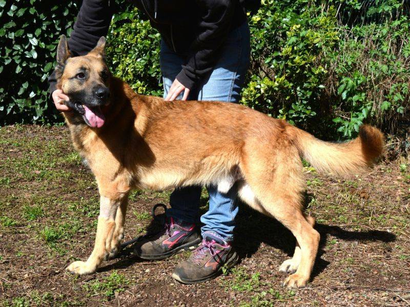 Vuoi adottare un cane a Roma?