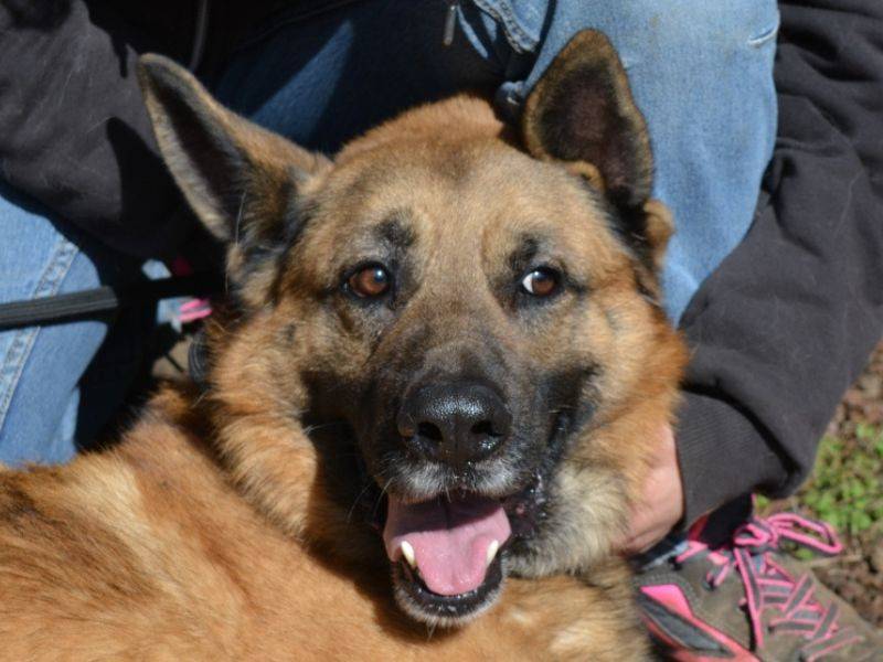 Adotta il cane Sampson a Roma