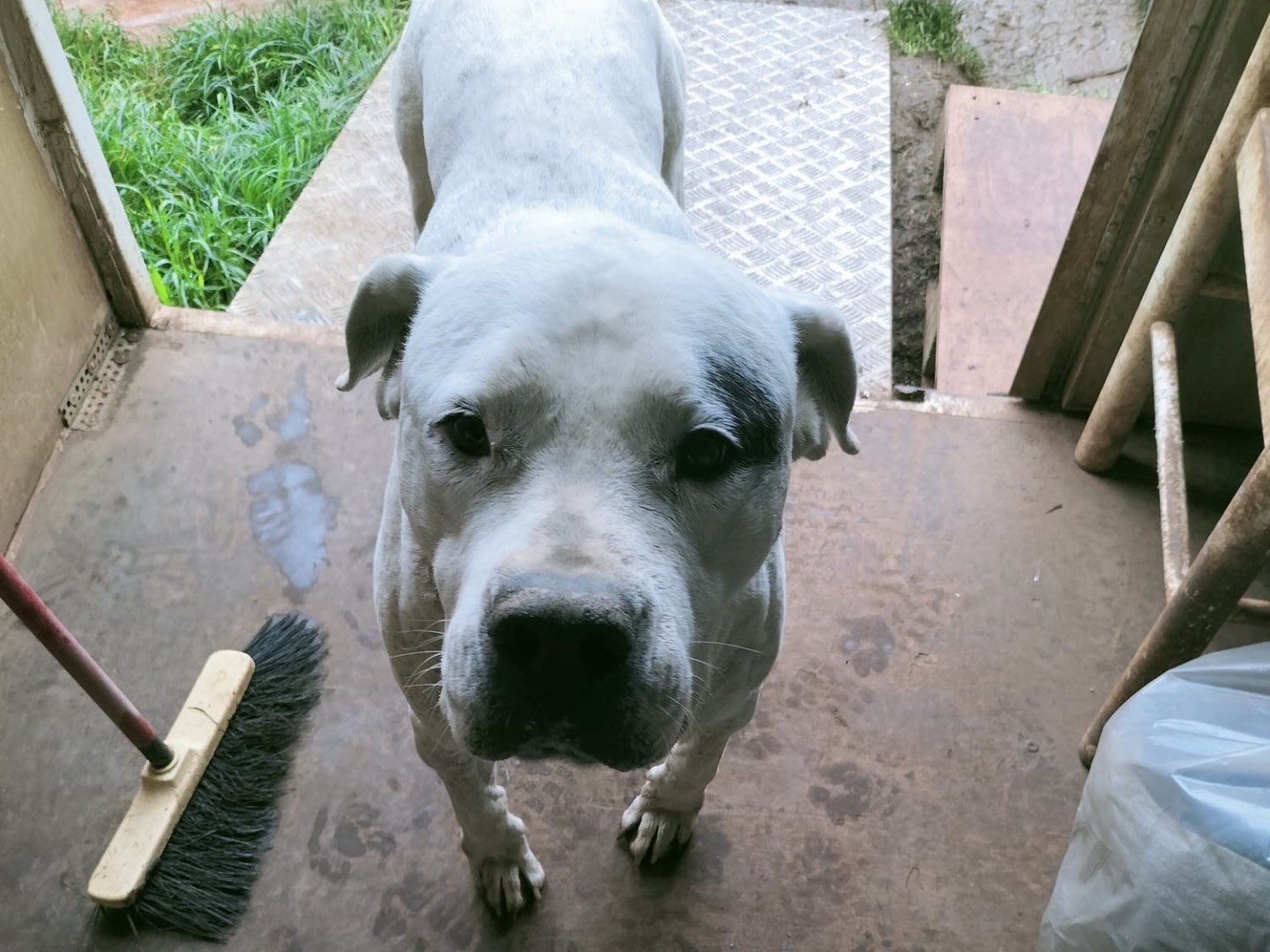 Adozione cane, femmina, Dogo Argentino Razza sconosciuta, 9 anni  e 3 mesi , taglia media, Vibo
