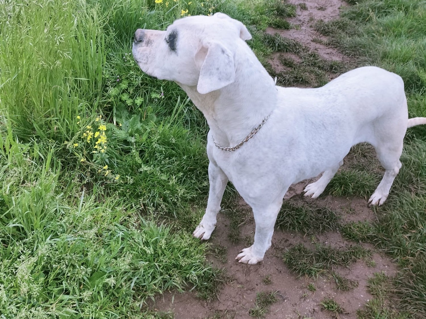 Adotta un cane, femmina, 9 anni  e 3 mesi , Vibo