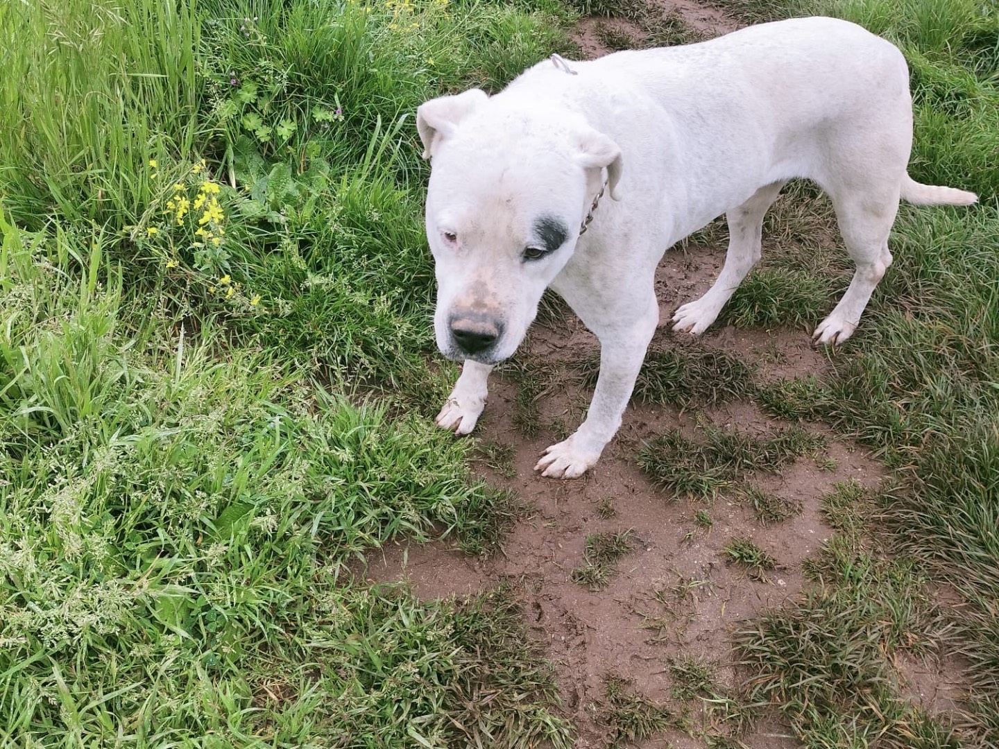 Adotta un cane, taglia media, femmina, Vibo