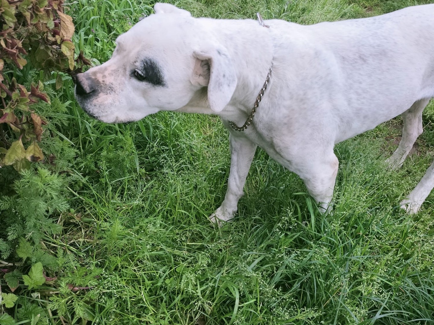 Vuoi adottare un cane a Vibo?