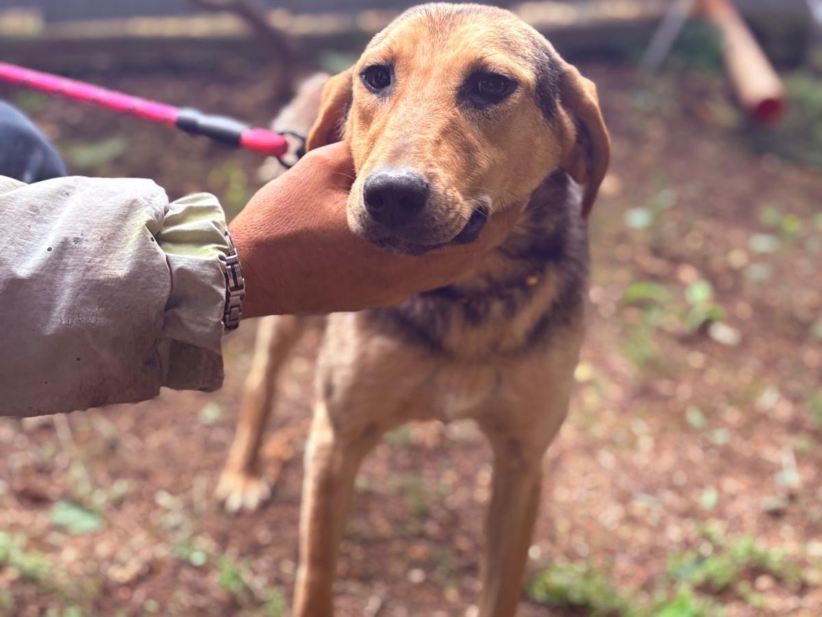 Adotta un cane, femmina, 11 mesi, Agrigento