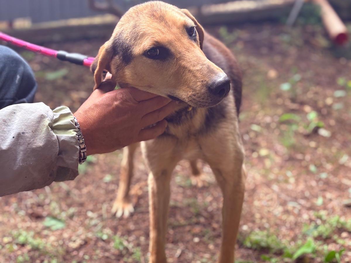 Adotta un cane, taglia media contenuta, femmina, Agrigento