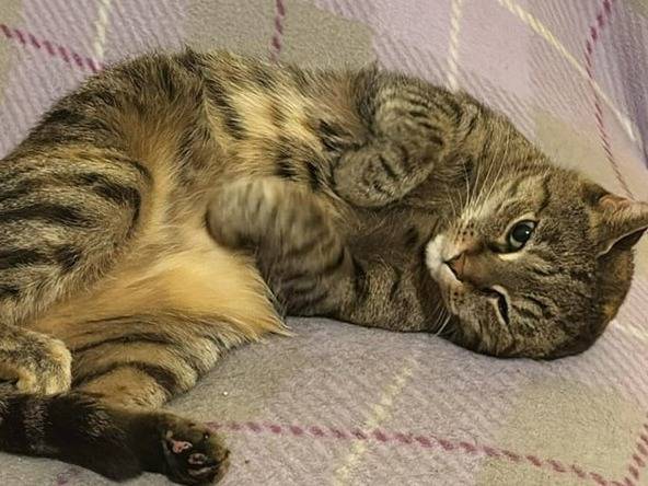 Adotta un gatto, femmina, 8 anni  e 2 mesi , Torino