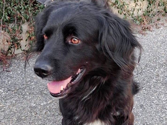 Adozione cane, maschio, Razza sconosciuta Razza sconosciuta, 6 anni  e 1 mese, taglia media contenuta, Milano