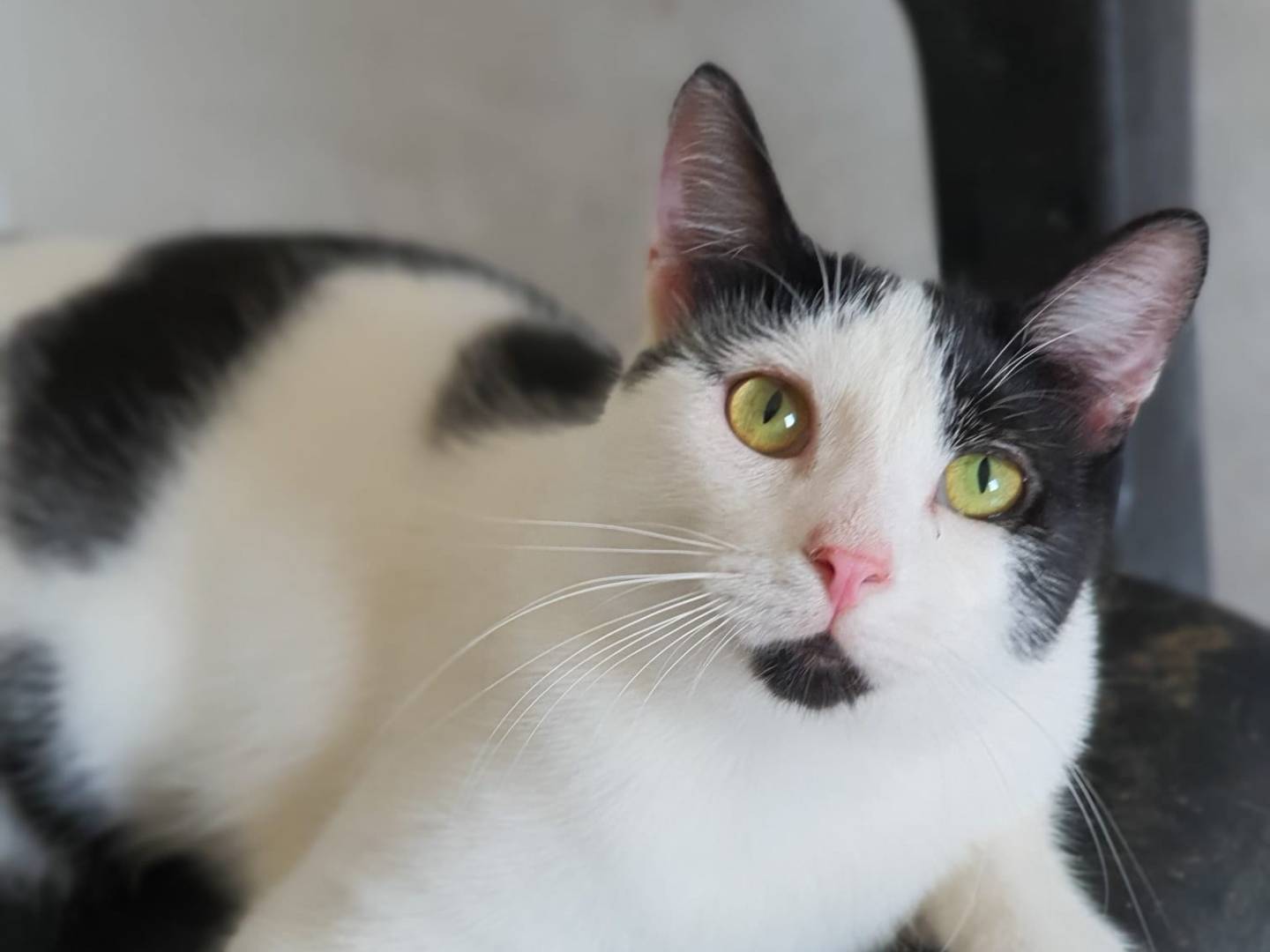 Adotta un gatto, maschio, 1 anno e 9 mesi , Caserta