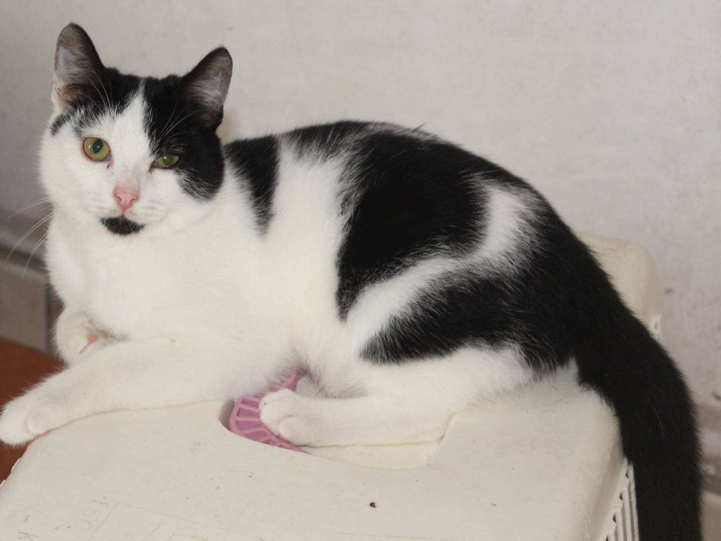 Adotta un gatto, taglia non valida, maschio, Caserta