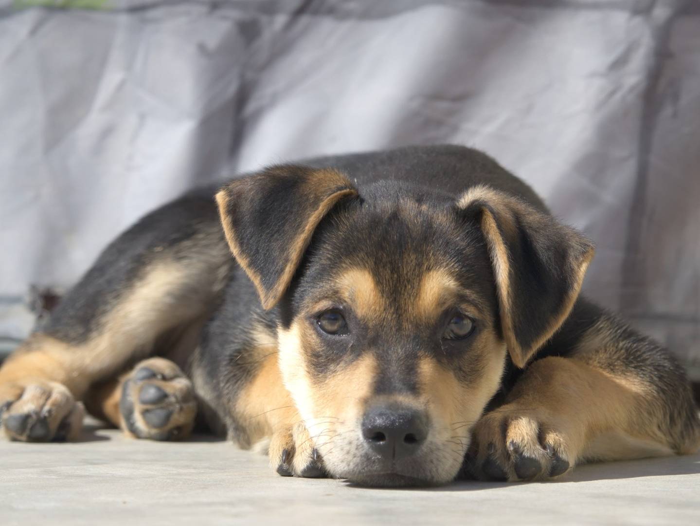 Foto dell'animale
