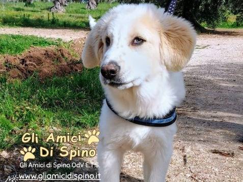 Adozione cane, maschio, Razza sconosciuta Razza sconosciuta, 1 anno e 4 mesi, taglia grande, Taranto