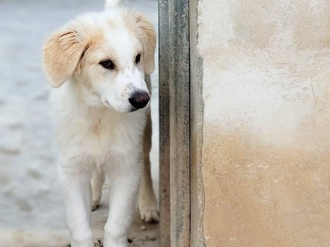 Adotta un cane, maschio, 1 anno e 4 mesi, Taranto