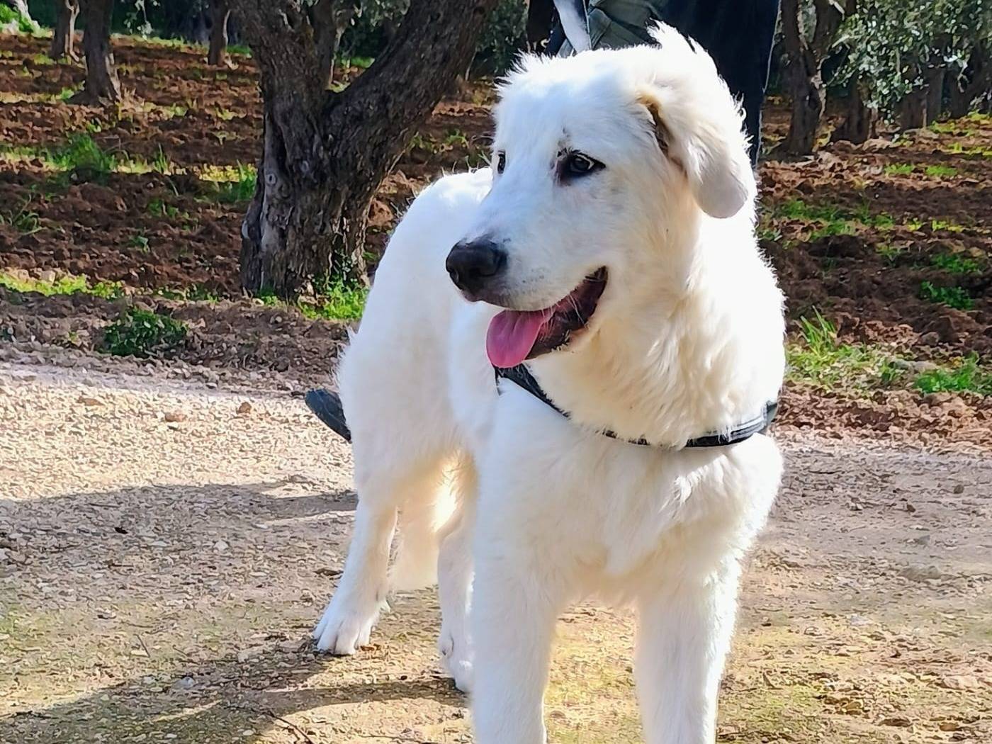 Adotta un cane, maschio, 6 mesi, Taranto