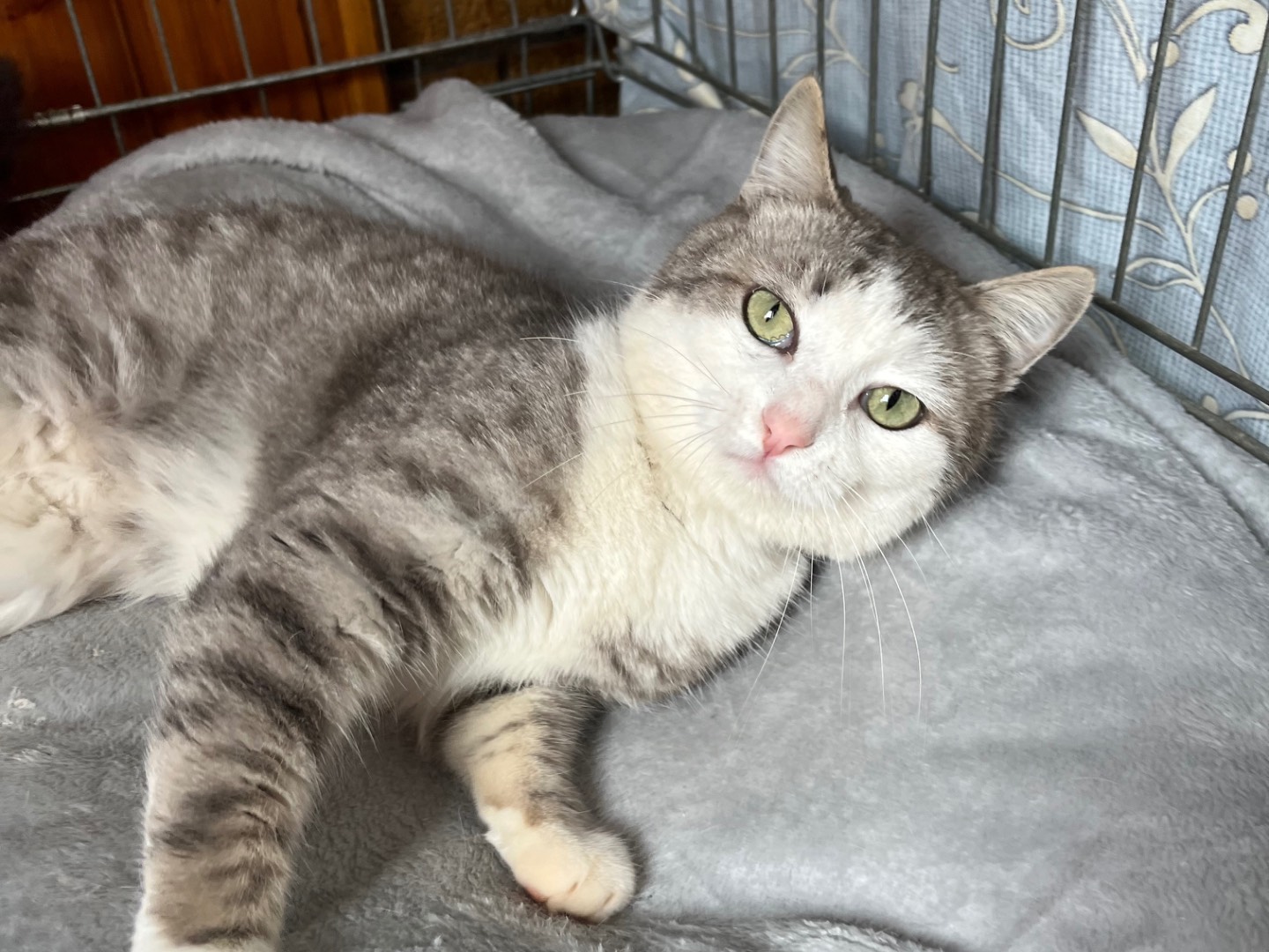 Adotta un gatto, maschio, 2 anni  e 3 mesi , Potenza