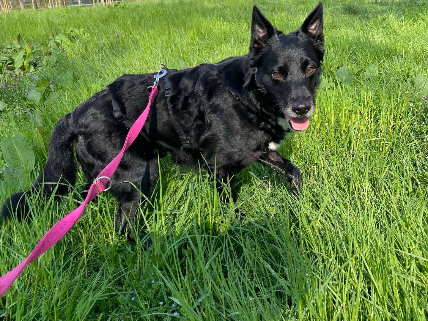 Adotta un cane, maschio, 7 anni  e 9 mesi , Milano