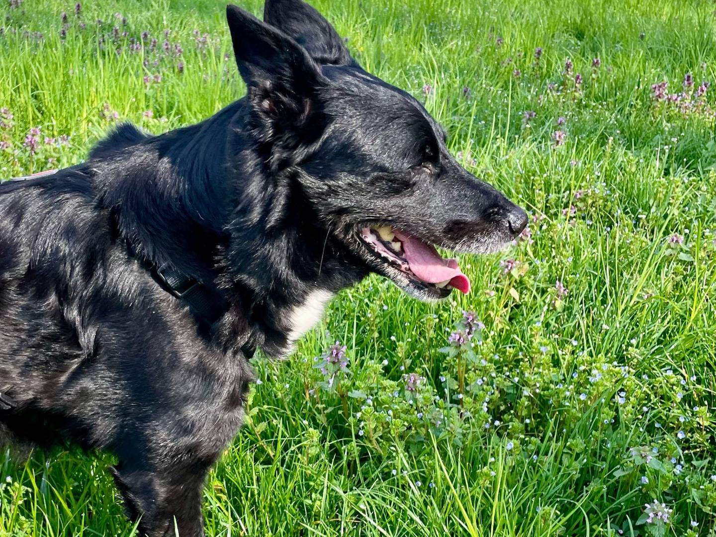 Vuoi adottare un cane a Milano?