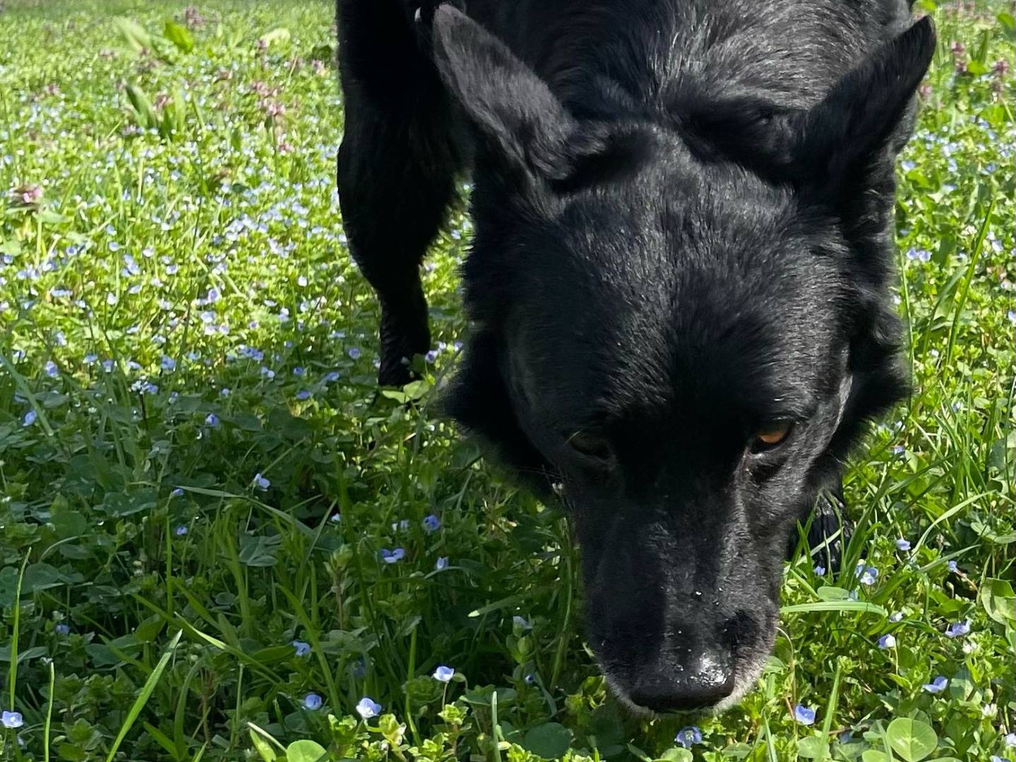 Adotta il cane Dexter  a Milano