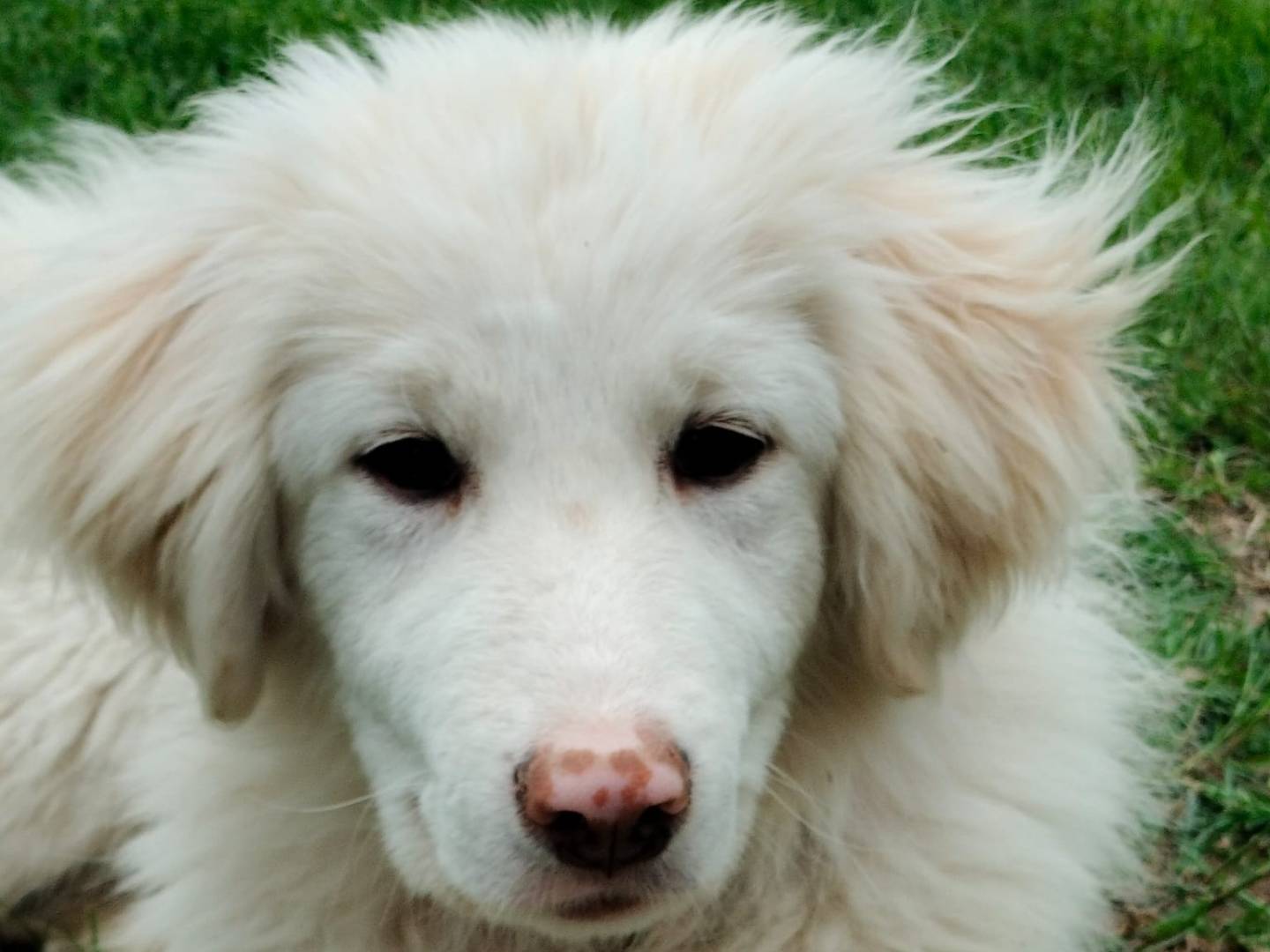 Vuoi adottare un cane a Parma?