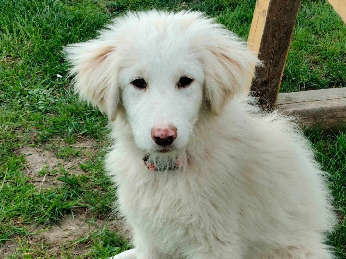 Adotta il cane Summer  a Parma