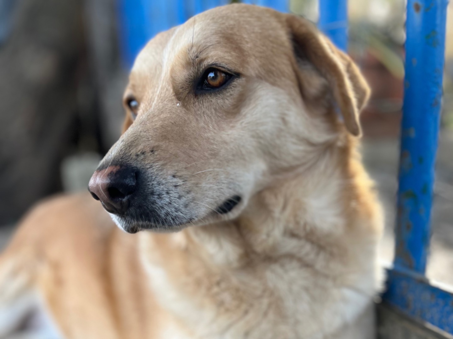 Adozione cane, femmina, Labrador Retriever Razza sconosciuta, 4 anni  e 2 mesi , taglia media, Chieti