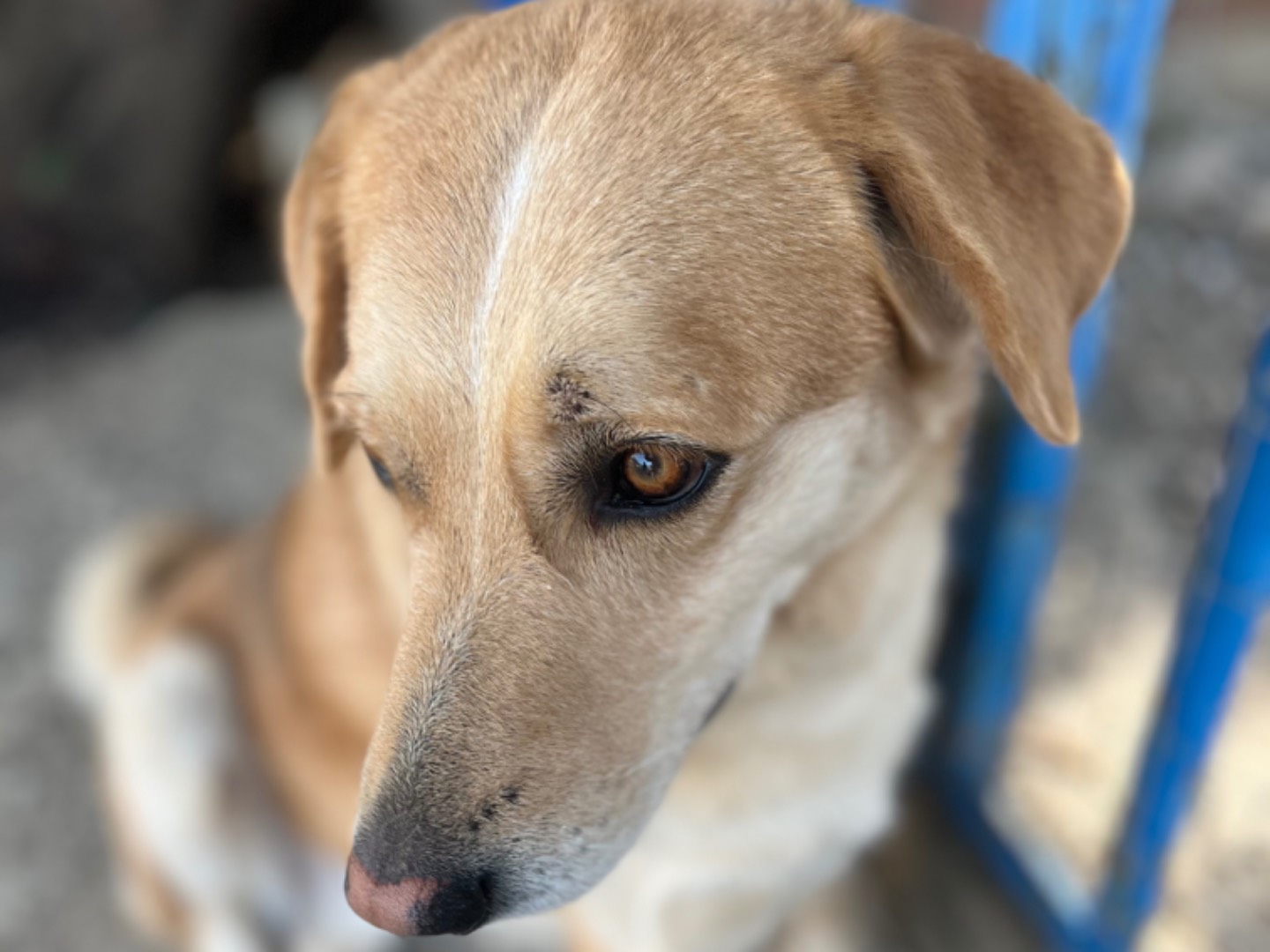 Vuoi adottare un cane a Chieti?