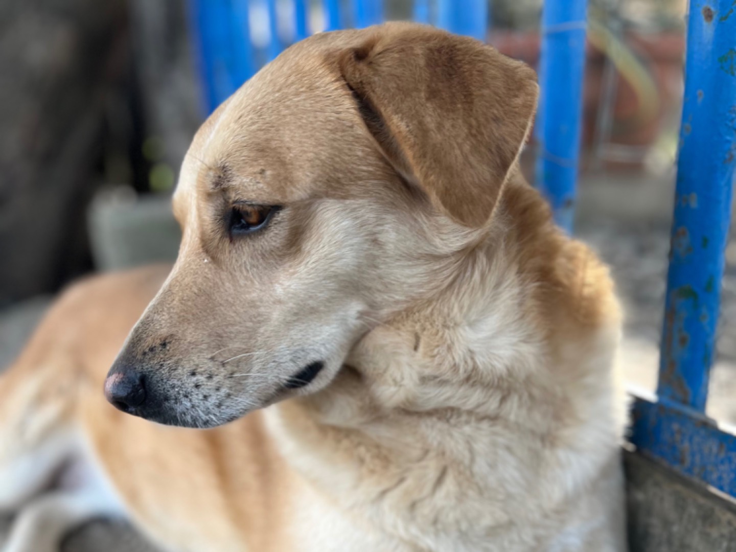 Adotta il cane Harley a Chieti