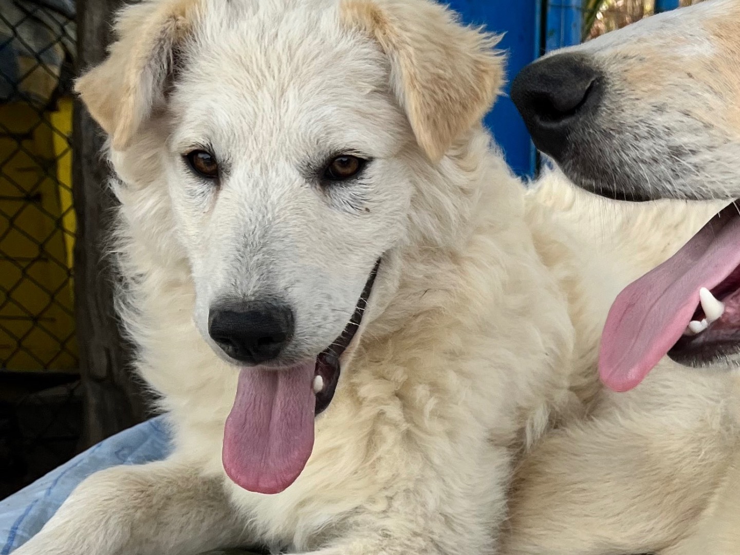 Adotta un cane, taglia media, femmina, Chieti