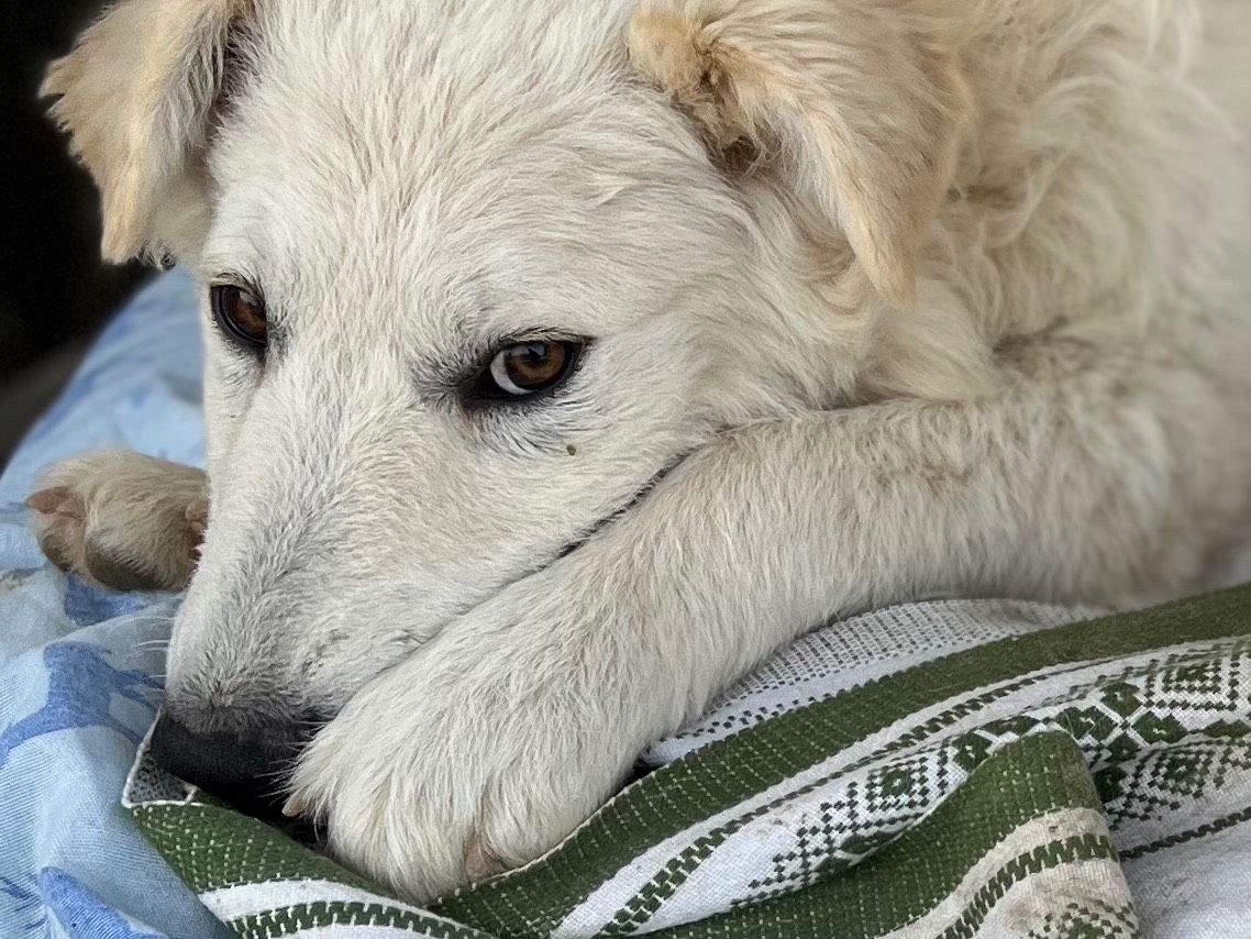 Vuoi adottare un cane a Chieti?