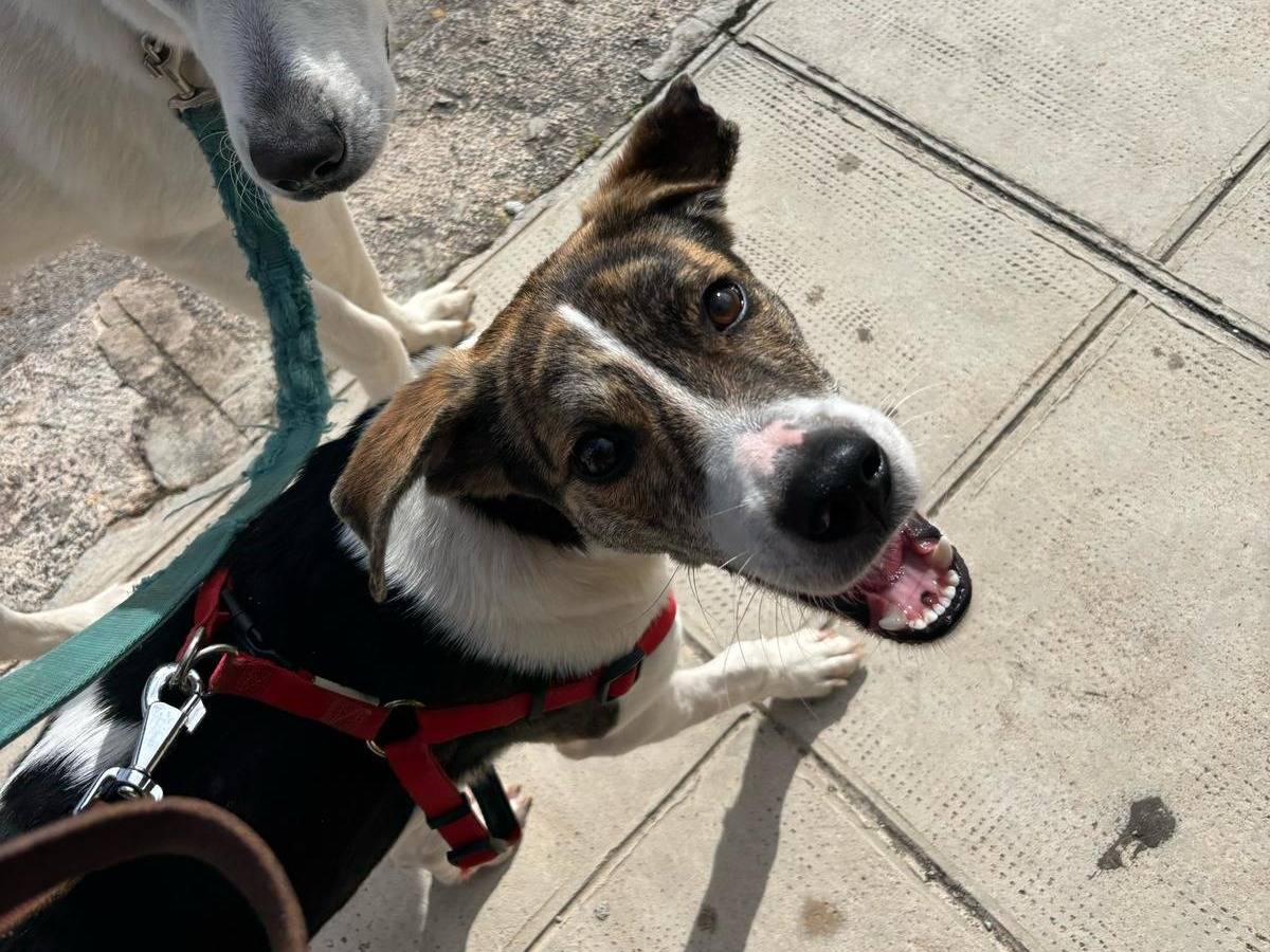 Adotta un cane, maschio, 1 anno e 1 mese, Agrigento