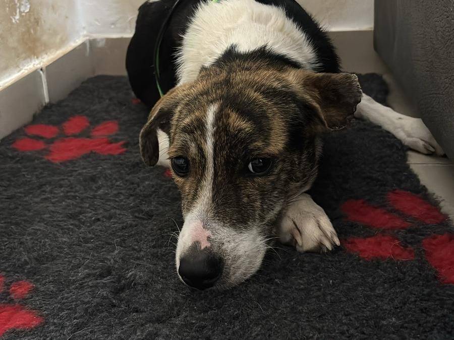 Adotta il cane Red a Agrigento